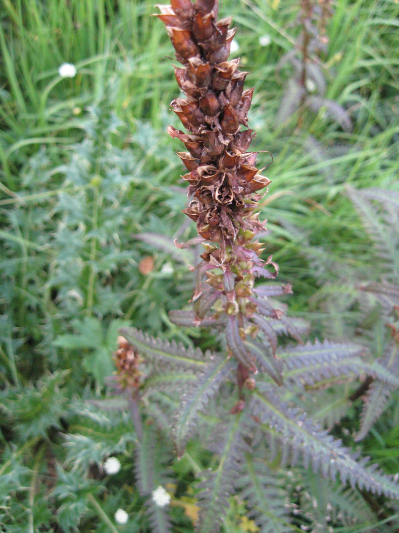 Fiori delle Orobie Valtellinesi